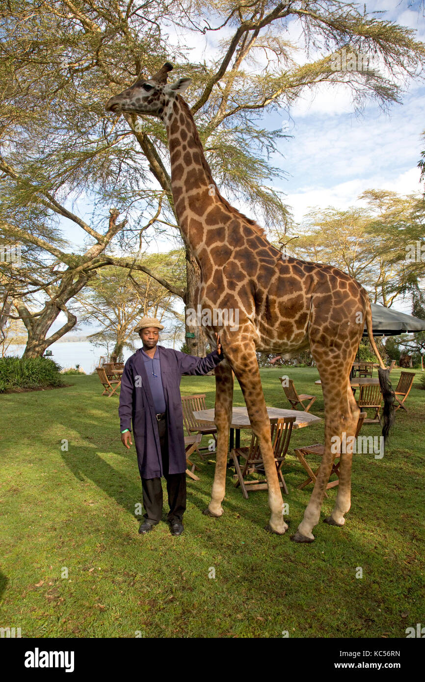 Elsamere staff member poses with Eric a person-friendly giraffe at Elsamere Naivasha Kenya Stock Photo
