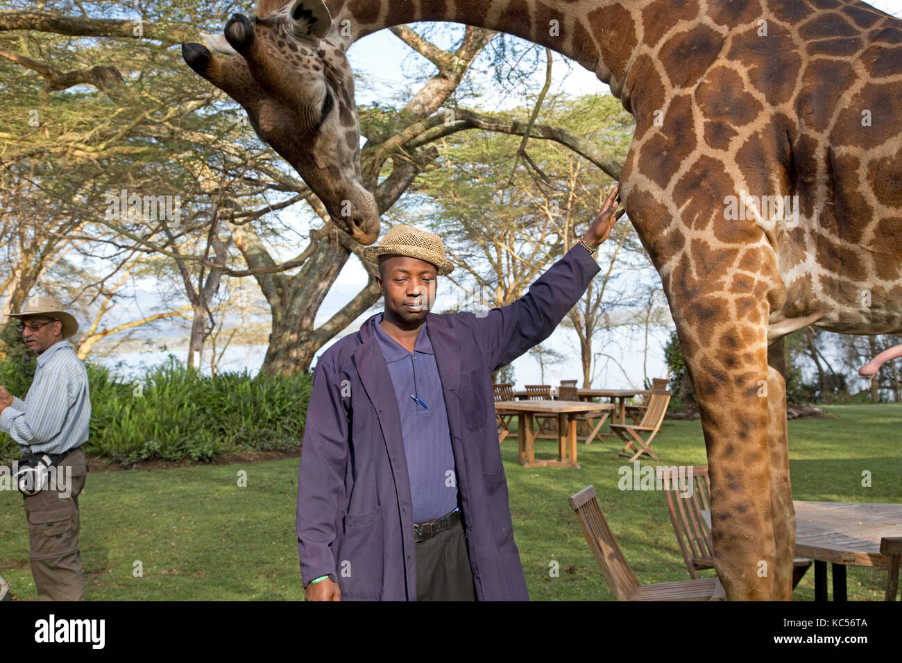 スーツ giraffen Elsamere staff member poses with Eric a person-friendly giraffe at