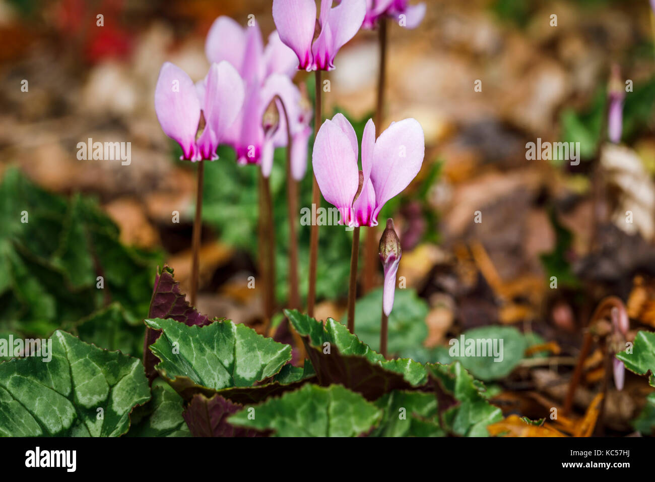 Delicate pink to purple autumn flowering Ivy-leaved cyclamen, cyclamen hererifolium, in flower Stock Photo