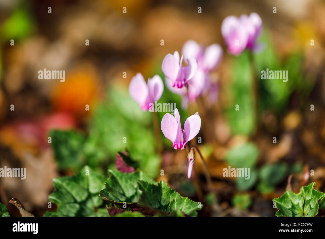 Delicate pink to purple autumn flowering Ivy-leaved cyclamen, cyclamen hererifolium, in flower Stock Photo