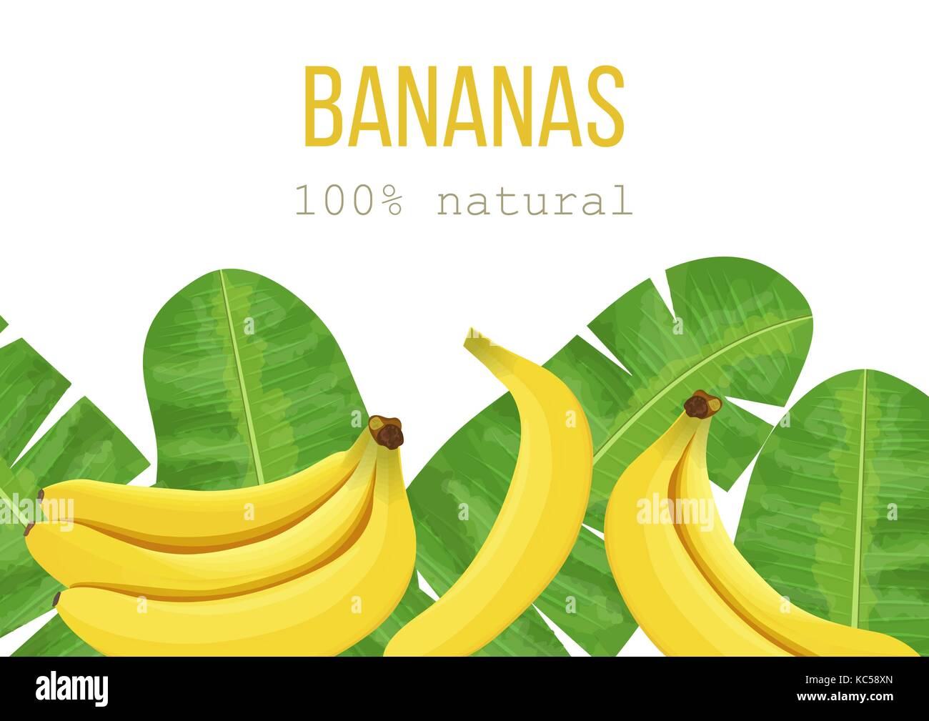 Bananas and tropical palm leaves, dense jungle. Vector illustration