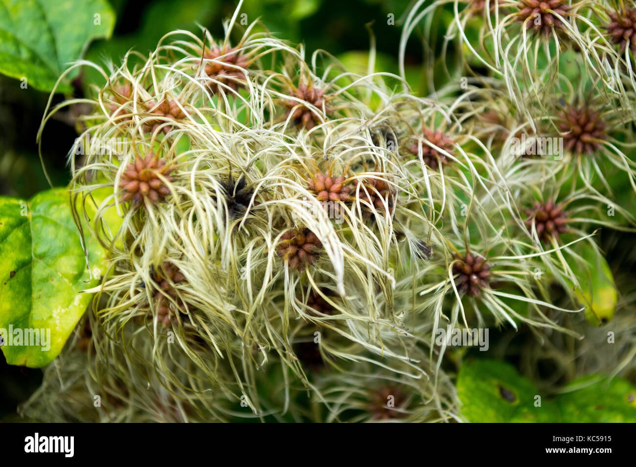 Evergreen Clematis armandii flowers gone to seed in early autumn late summer making hair octopus flowers with dark evergreen foliage non native plant Stock Photo