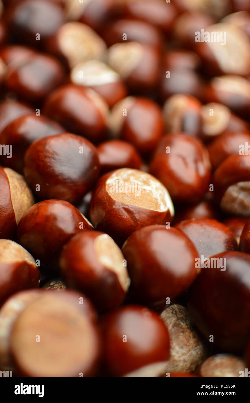 Full frame close up of a collection of conkers (horse chestnut) Stock Photo