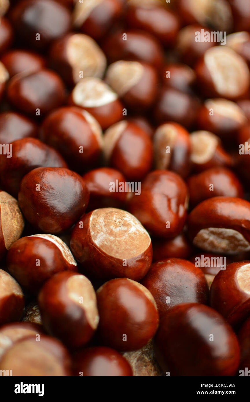 Full frame close up of a collection of conkers (horse chestnut) Stock Photo
