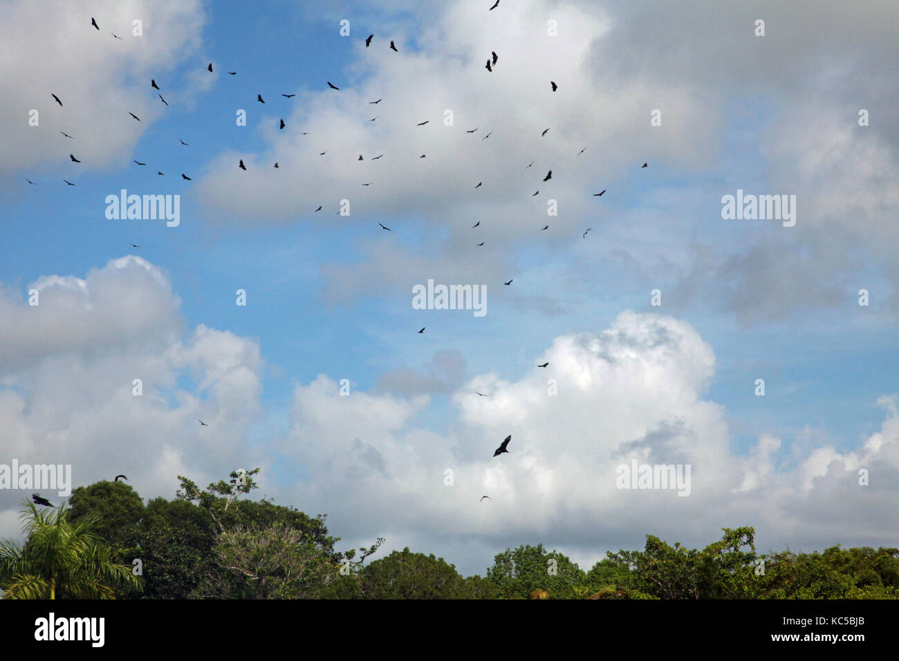 Abundant wildlife at Everglades National Par, vultures float above the park Stock Photo