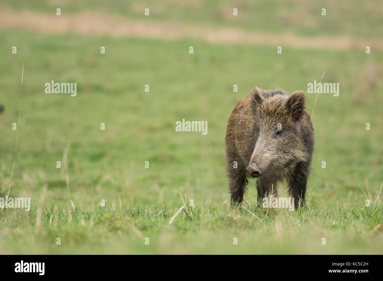 Wild boar Stock Photo