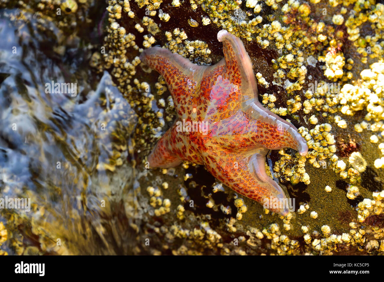 A pretty starfish (Dermasterias imbricata) clinging to a rock with ocean waves splashing around near Nanaimo, Vancouver Island, BC, Canada Stock Photo