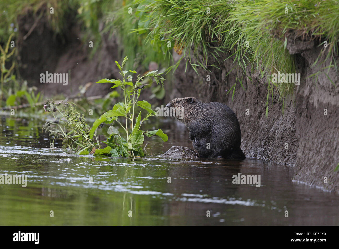 Eurasian Beaver, Castor fiber, grooming Stock Photo