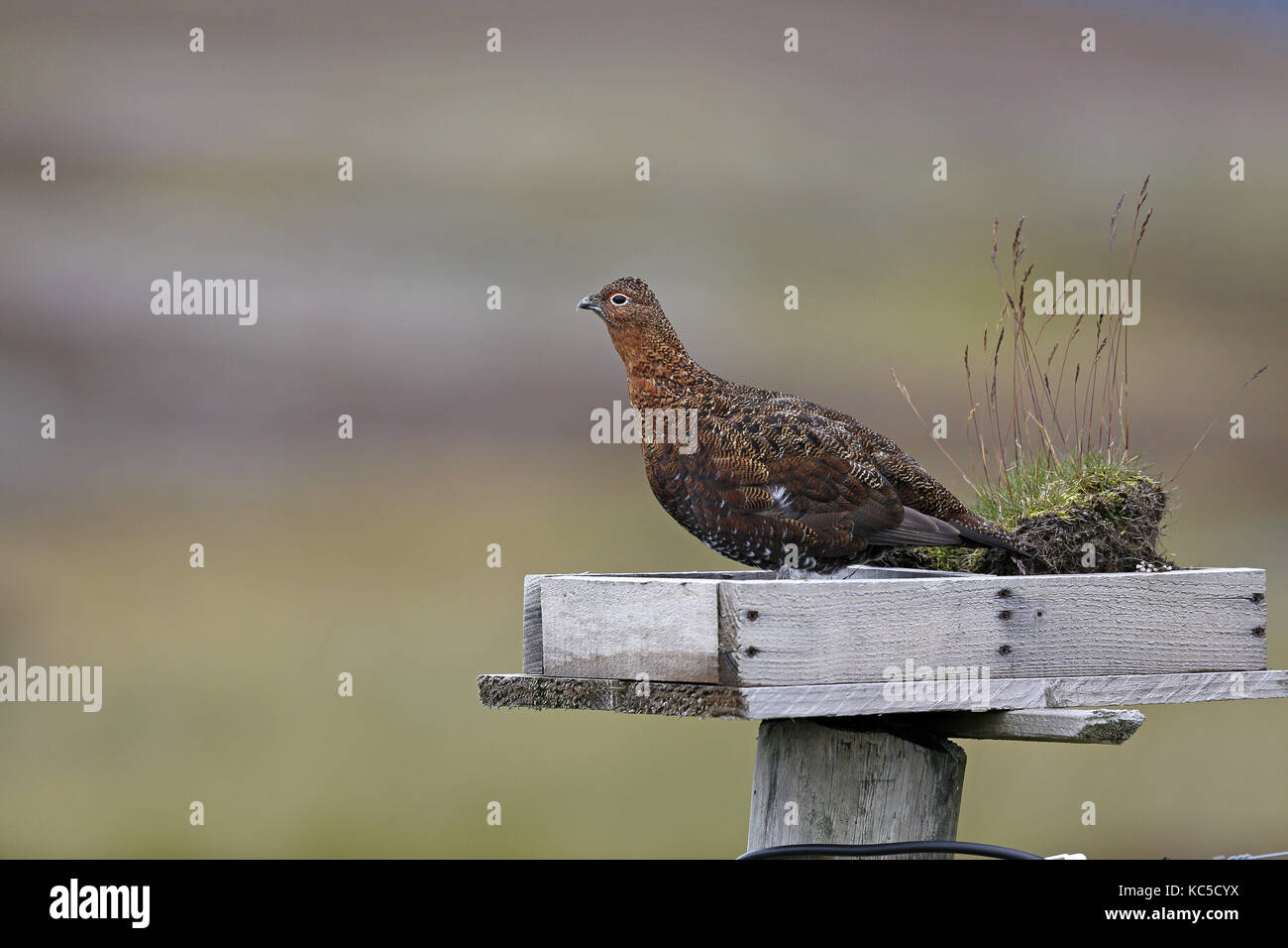 Red Grouse, Lagopus lagopus scotica, sitting in grit tray Stock Photo
