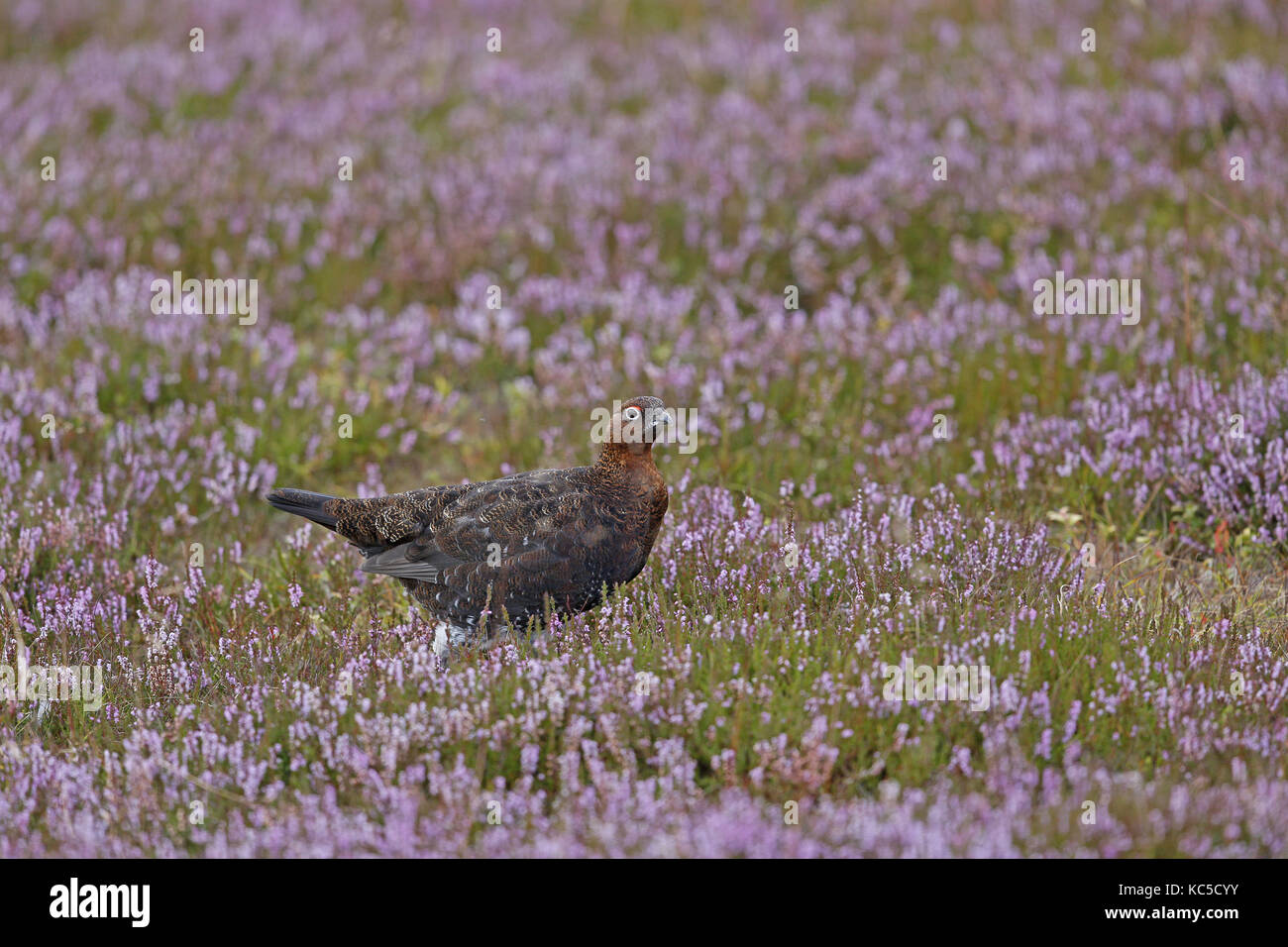 Red Grouse, Lagopus lagopus scotica, male in purple heather Stock Photo
