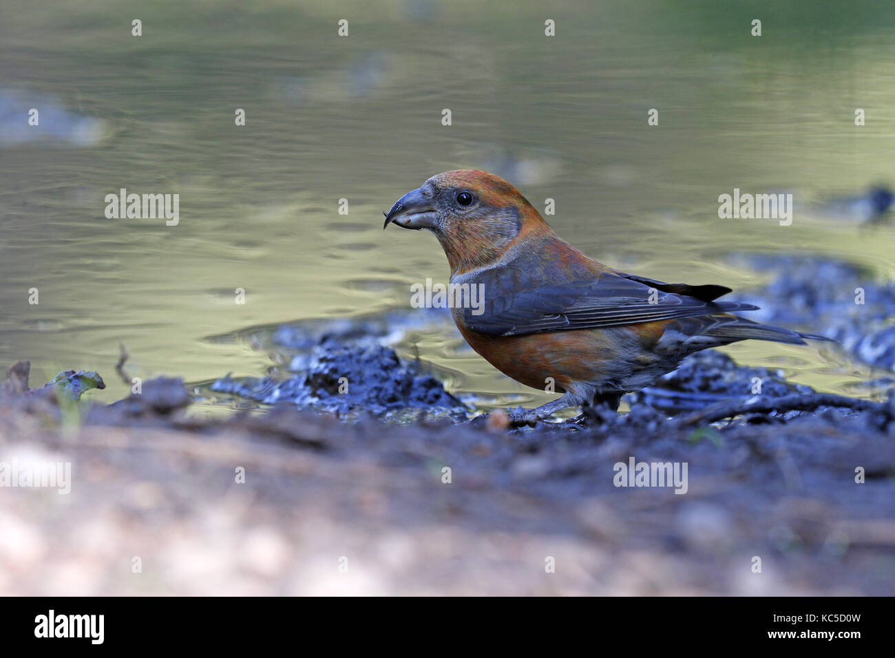 Scottish crossbill hi-res stock photography and images - Alamy