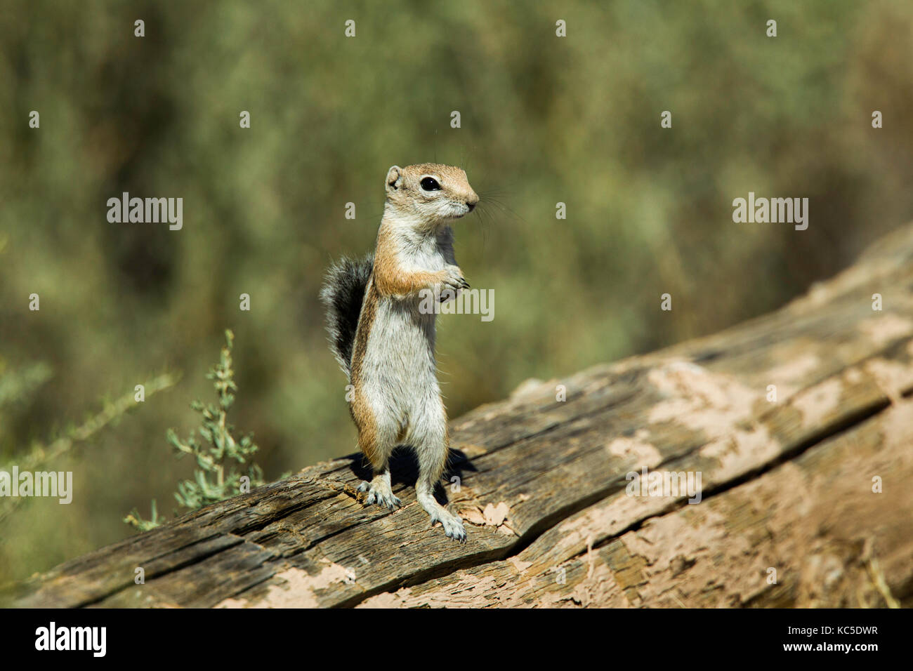 White-tailed Antelope Squirrel Ammospermophilus leucurus Chaco Culture National Historic Park, Nageezi, New Mexico, United States 19 September 2017  Stock Photo