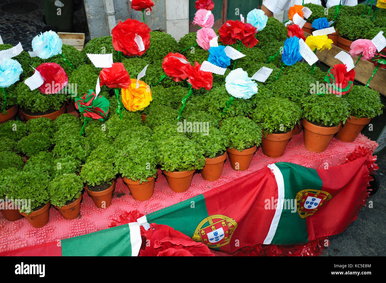 Manjericos (basil), a popular gift during the Santo António festivities in Alfama district. Lisbon, Portugal Stock Photo