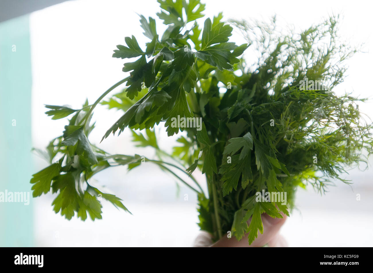 Dill and parsley on white in hand at kitchen near window Stock Photo