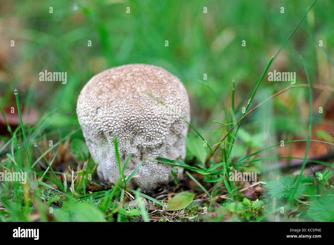 Mushroom raincoat growing in the forest in autumn Stock Photo