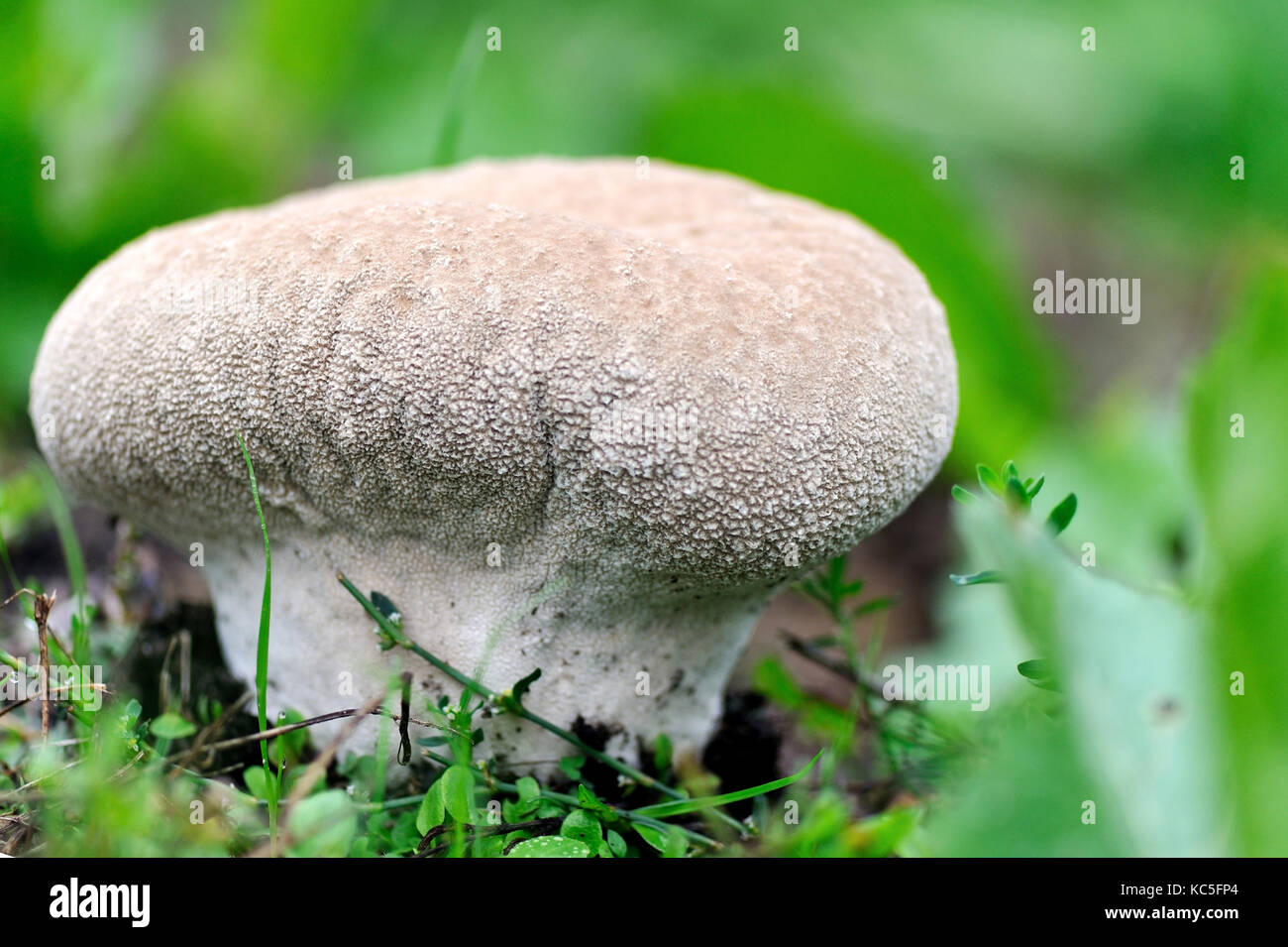 Mushroom raincoat growing in the forest in autumn Stock Photo