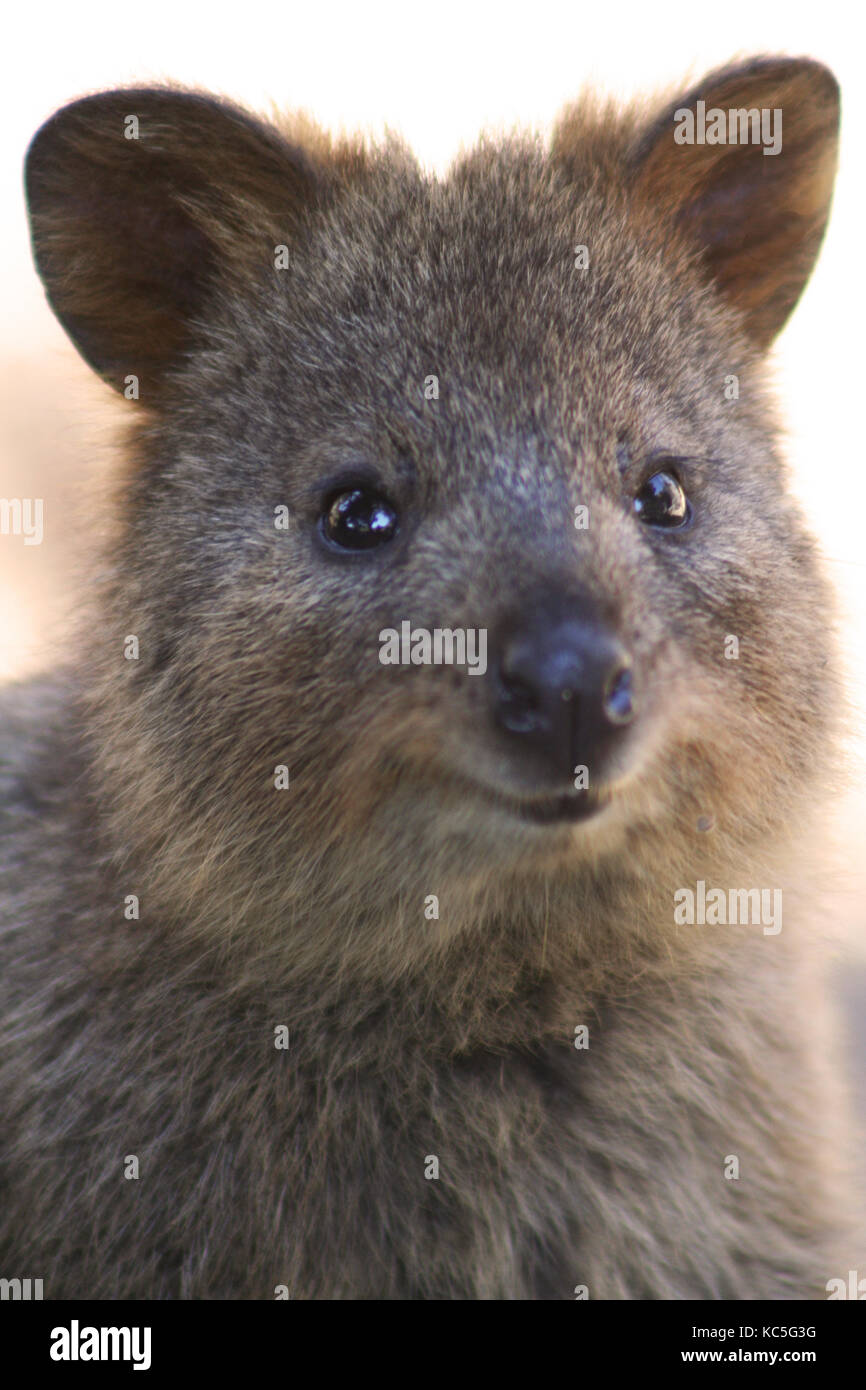 Quokka, Rottnest Island Australia Stock Photo