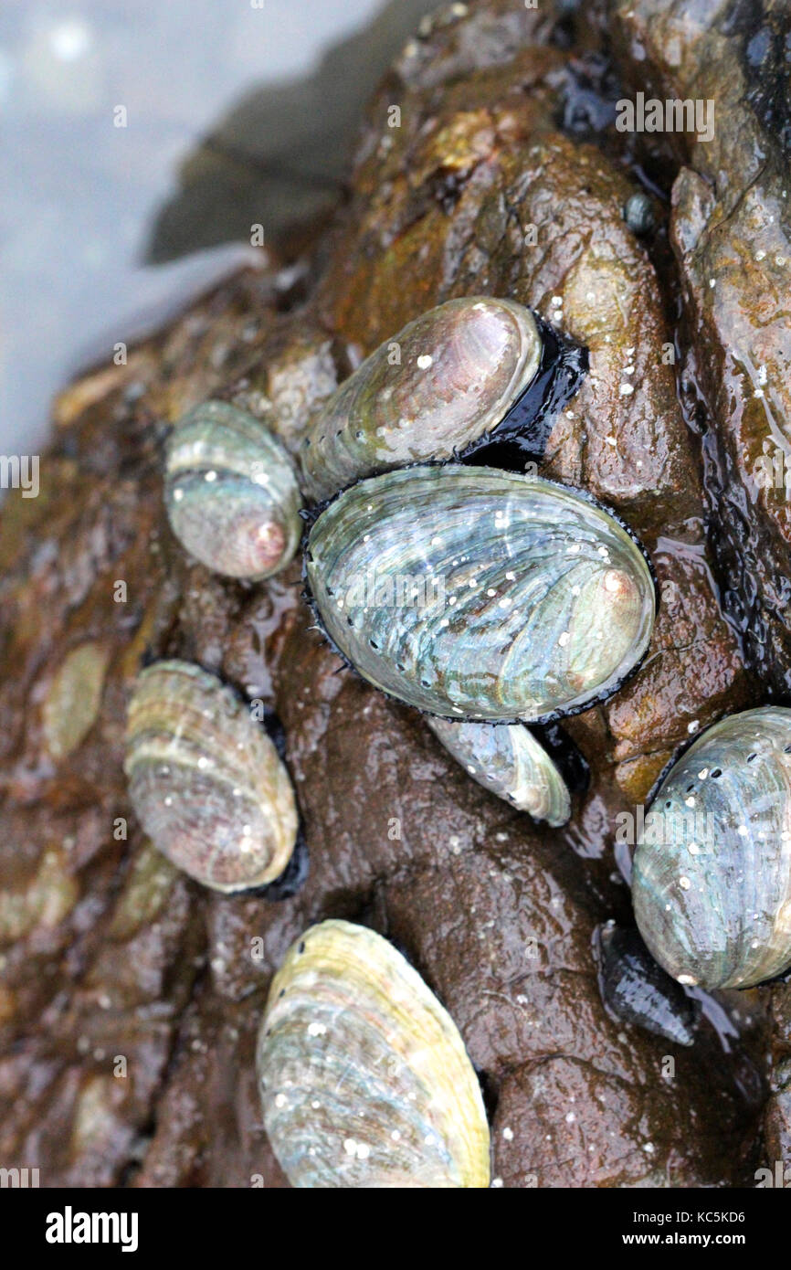 New Zealand abalone (paua Stock Photo Alamy