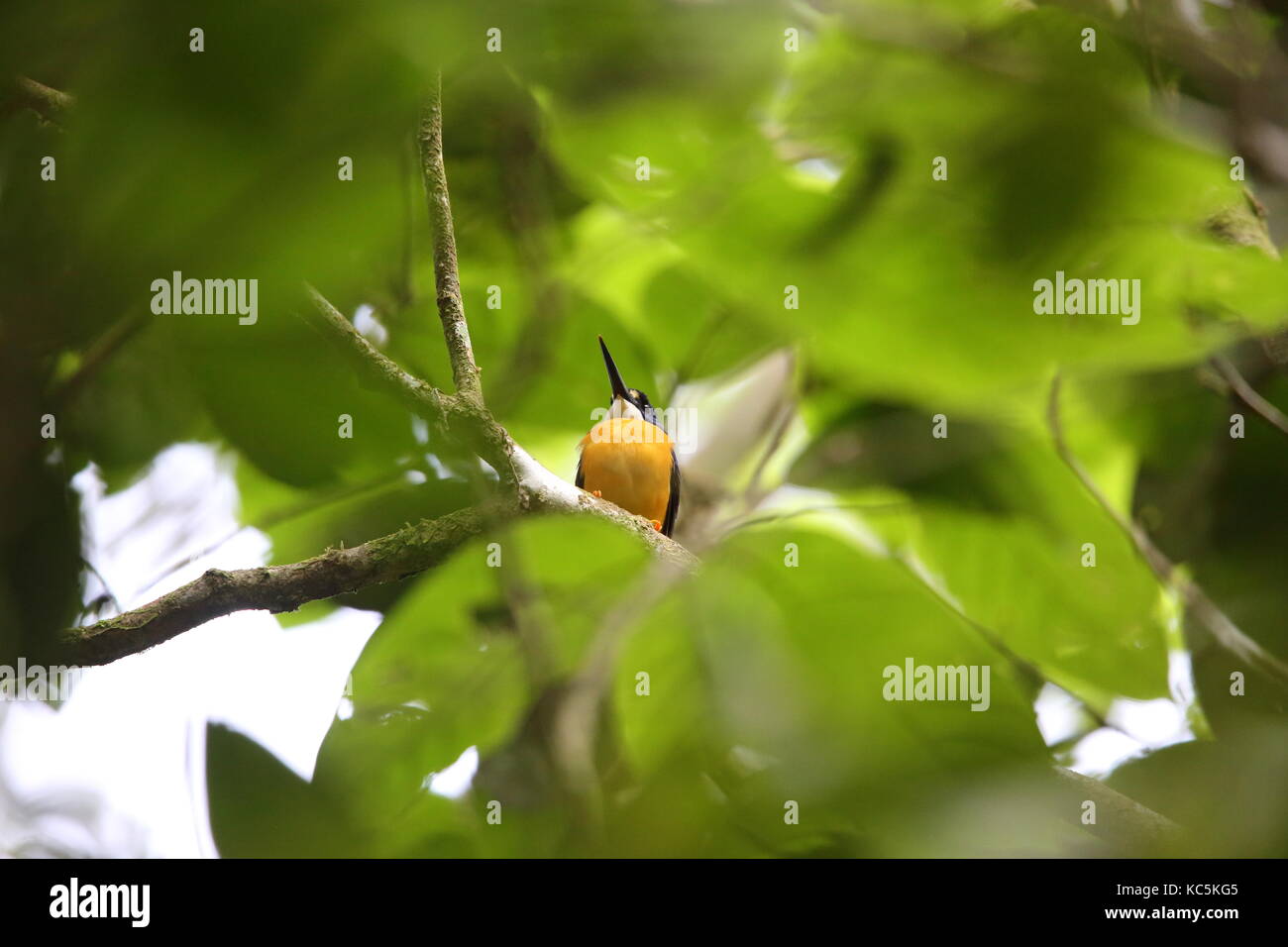 Papuan dwarf kingfisher or Variable dwarf kingfisher (Ceyx solitarius