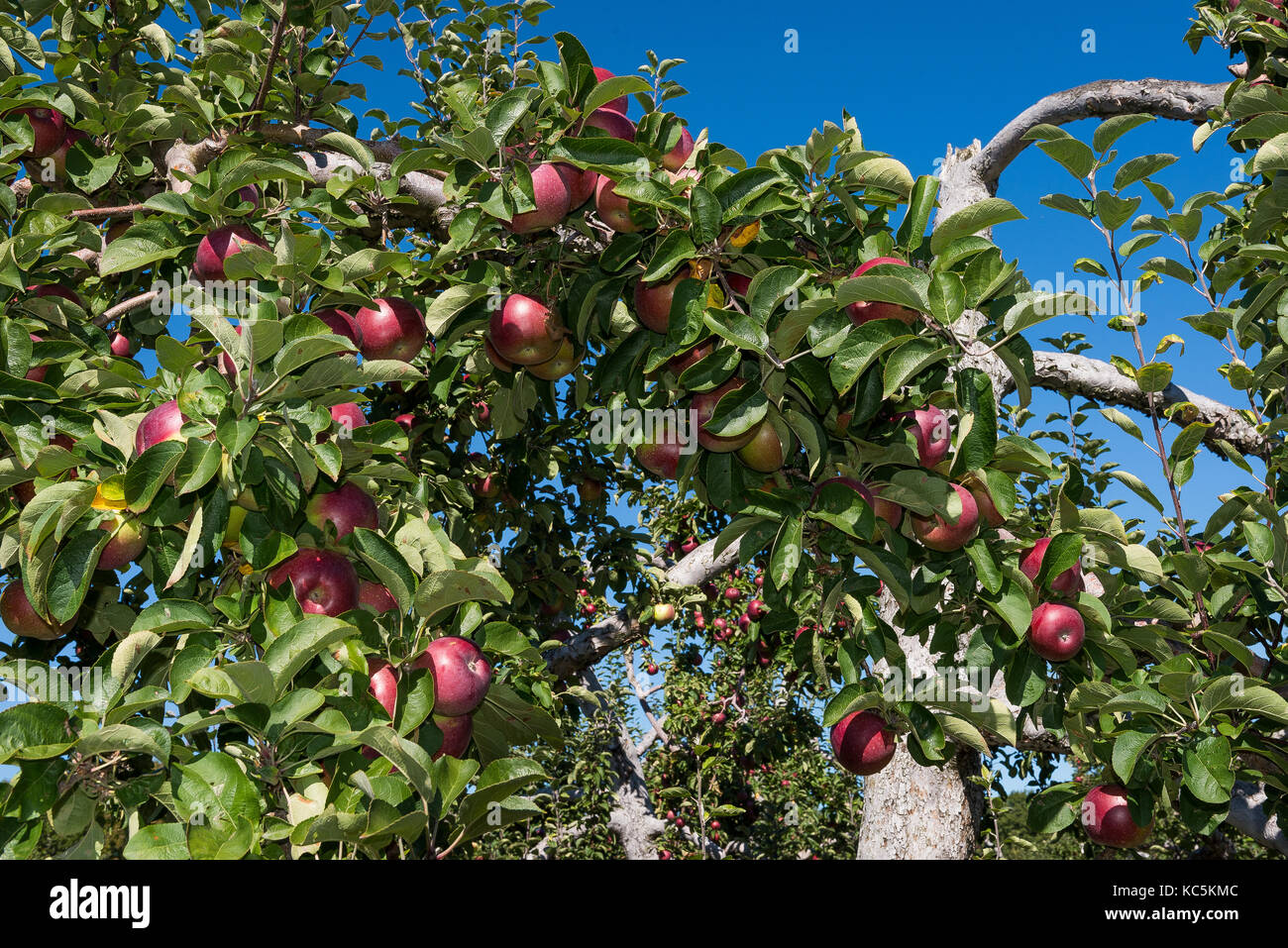 https://c8.alamy.com/comp/KC5KMC/ripe-apples-sit-on-trees-in-an-orchard-in-north-central-massachusetts-KC5KMC.jpg