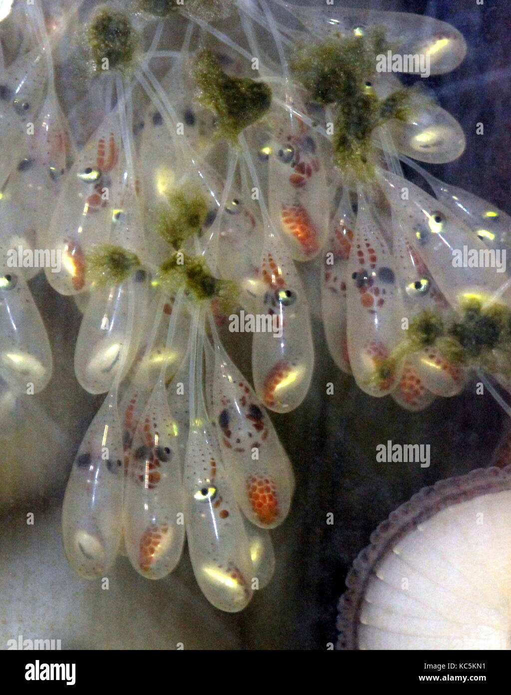 Octopus eggs hires stock photography and images Alamy