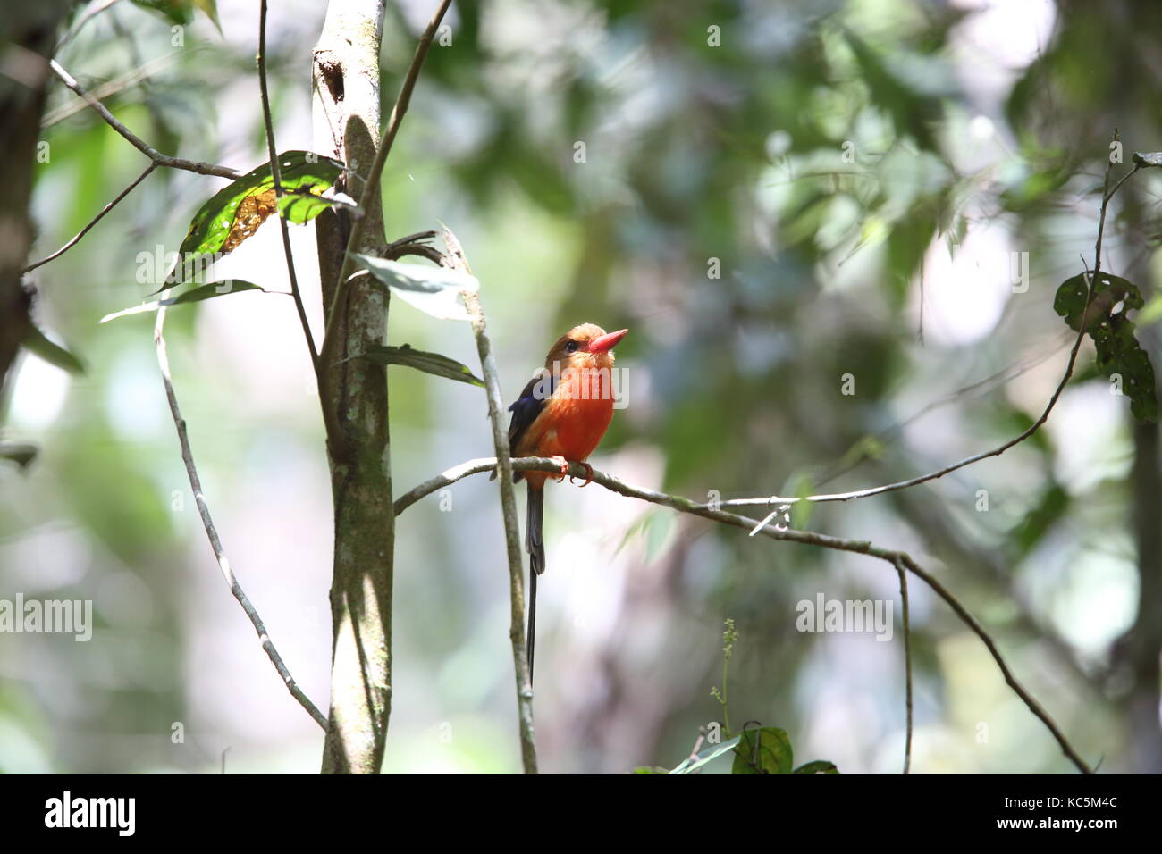 Brown-headed paradise kingfisher (Tanysiptera danae)  in Varirata National Park, Papua New Guinea Stock Photo