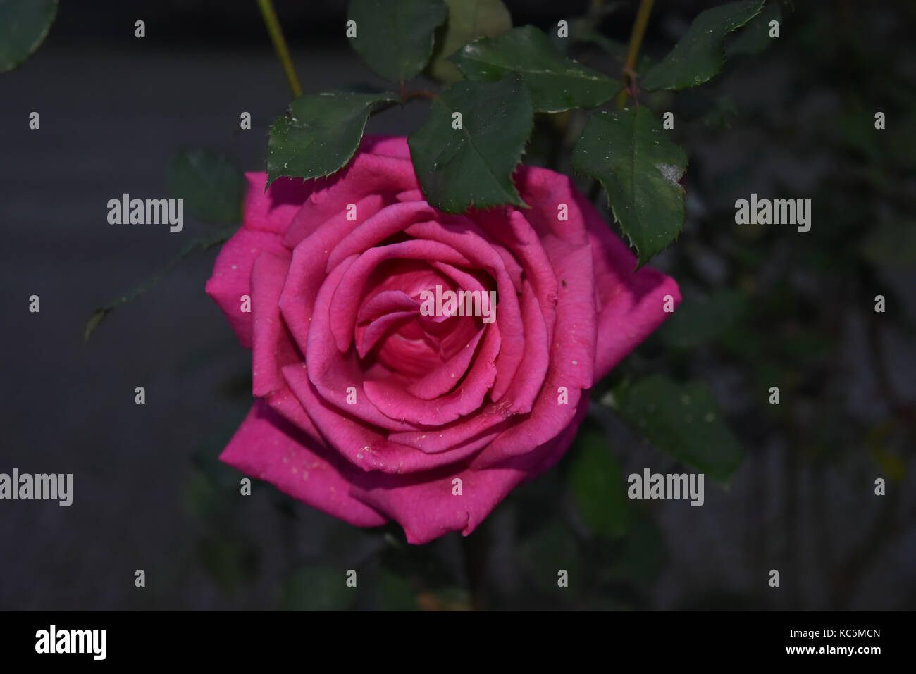 pink rose, black background Stock Photo