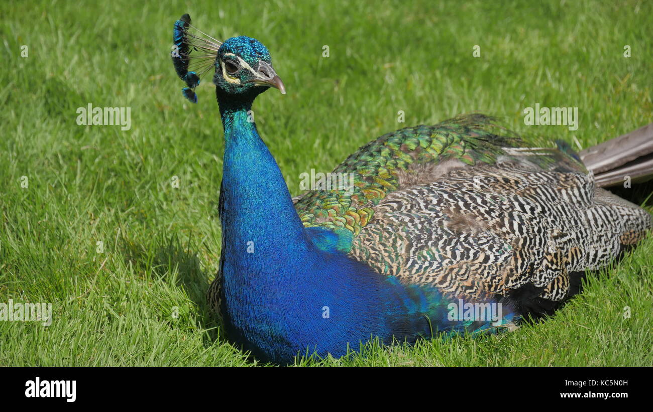 close-up of a peacock Stock Photo - Alamy