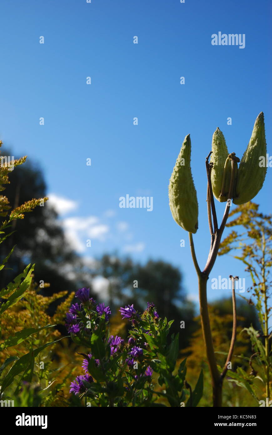 Crackling wood fire in a wood burning stove Stock Photo Alamy