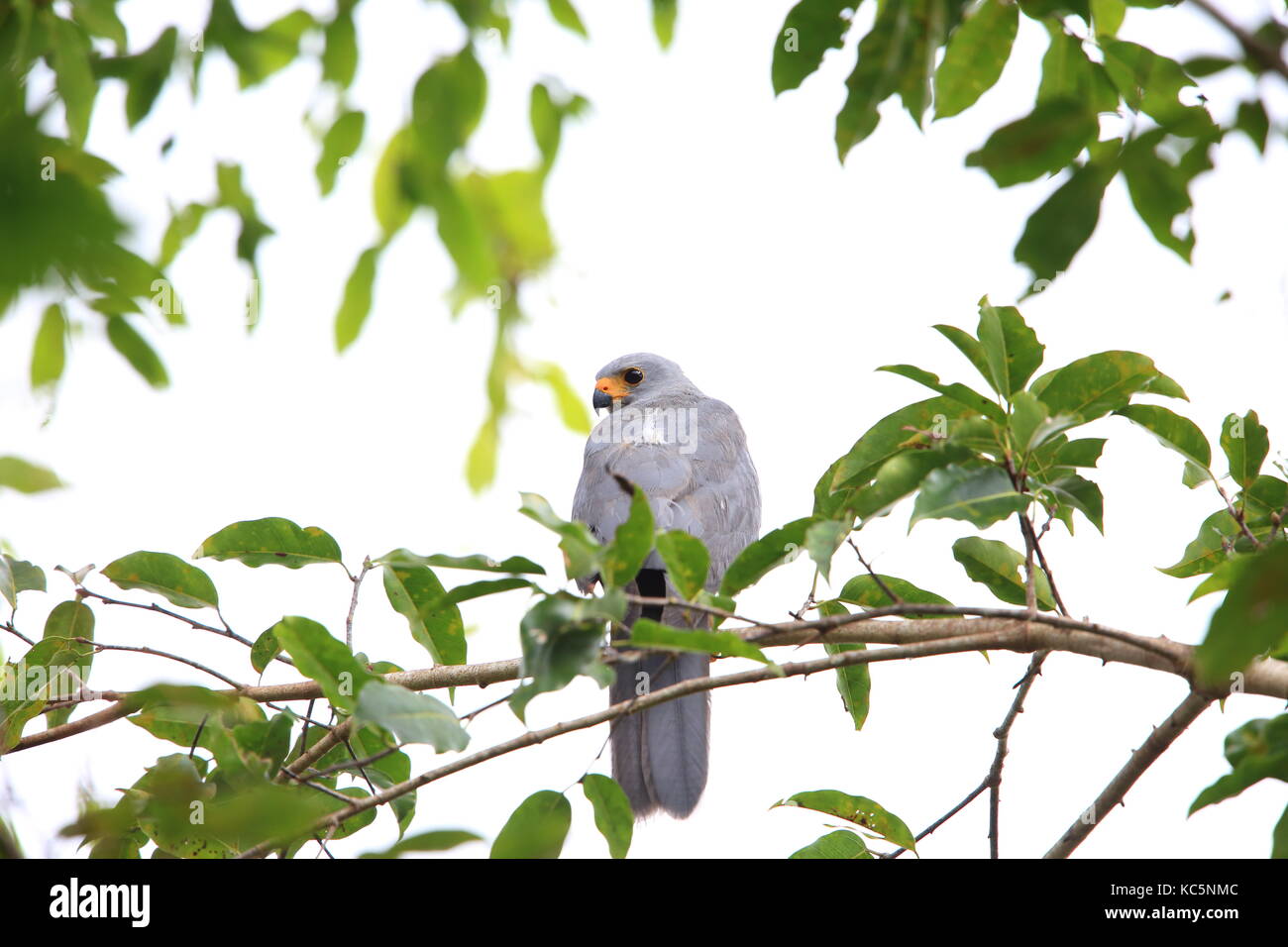 Variable Goshawk (Accipiter hiogaster) in Solomon Island Stock Photo ...