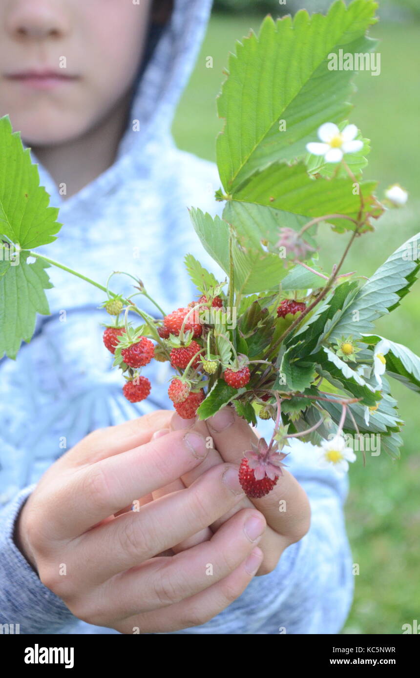 Wild forest strawberries Stock Photo - Alamy