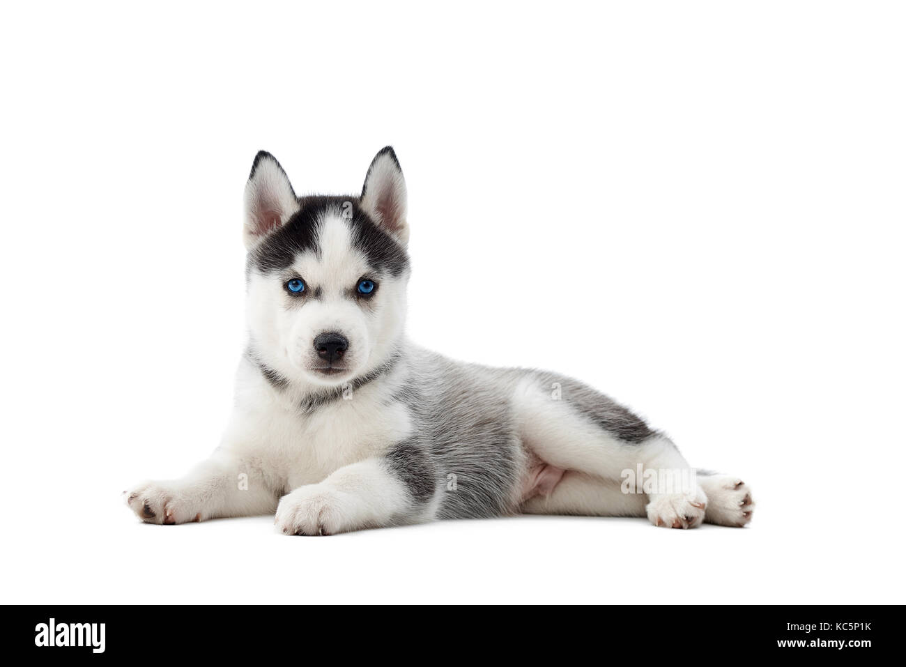 Beautiful wolf like siberian husky hi res stock photography and