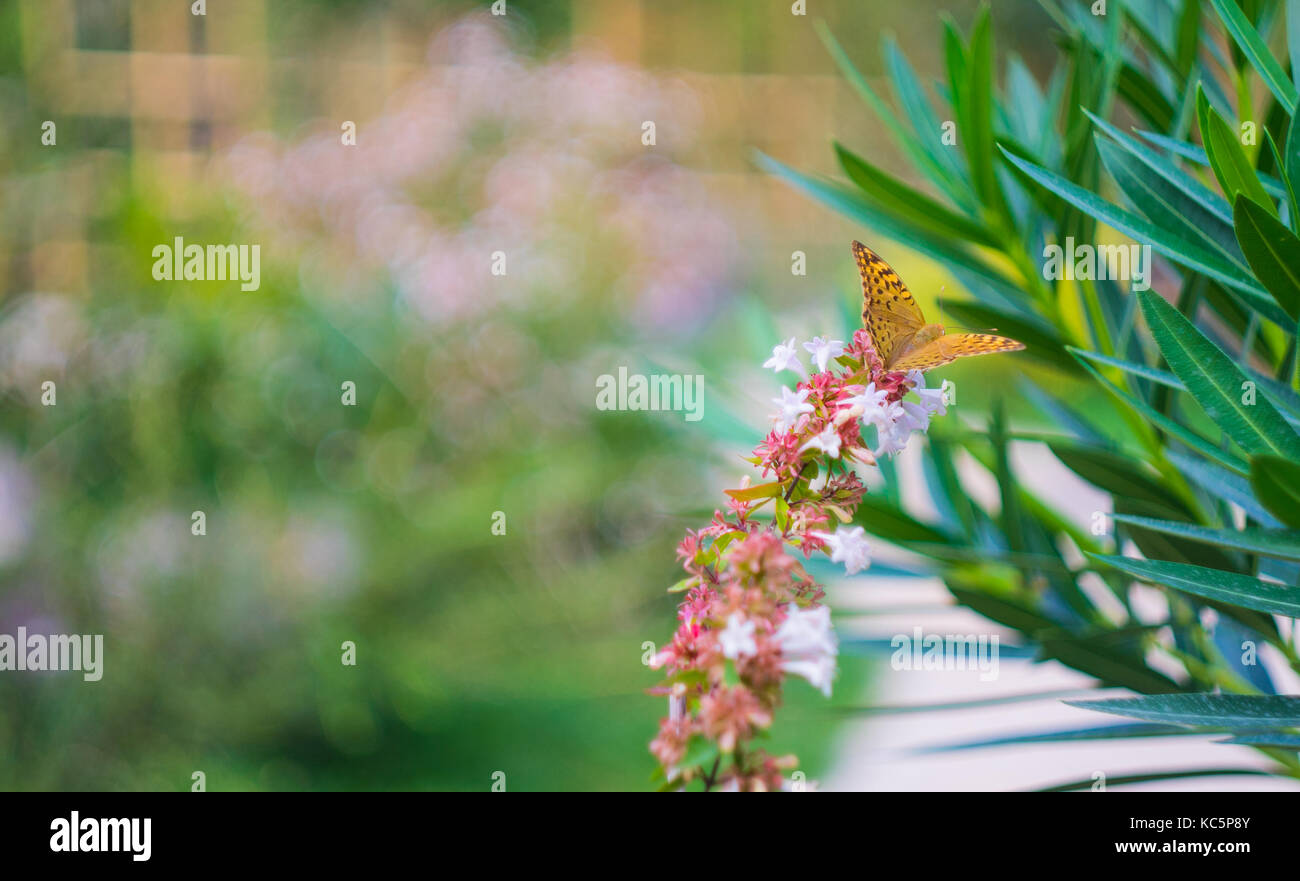 Carolina jasmine hires stock photography and images Alamy