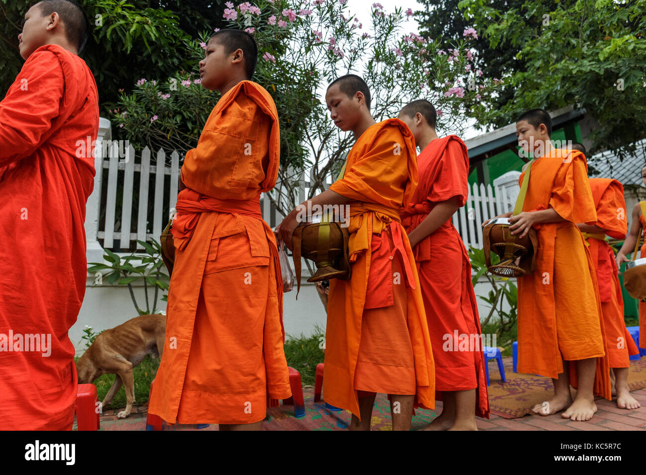 LUANG PRABANG, LAOS - 9/23/2017: Buddhist monks collect alms in Luang Prabang, Laos Stock Photo