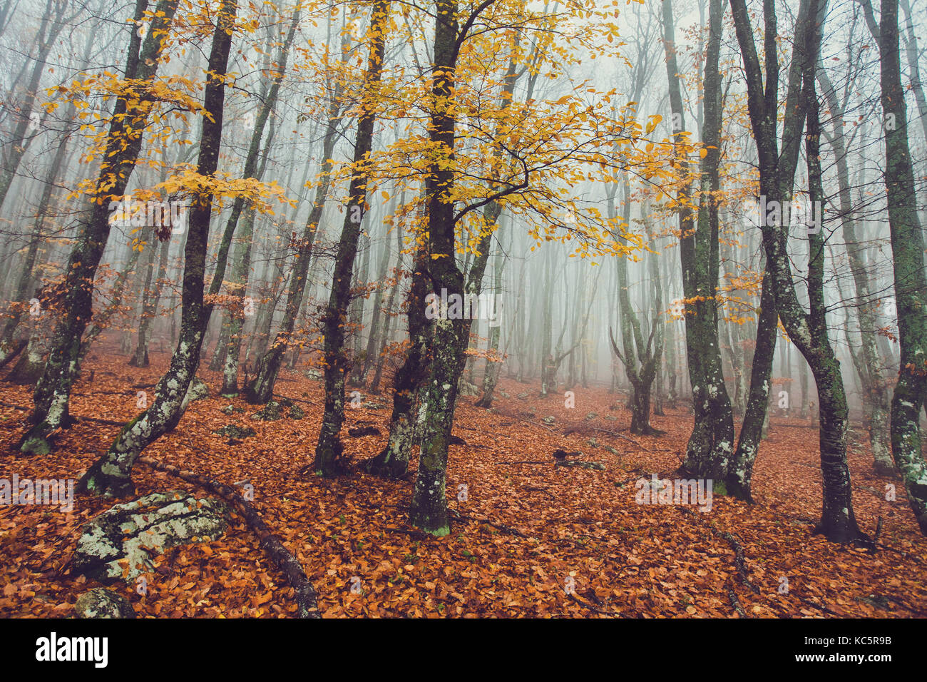 Beautiful autumn forest in the fog Stock Photo - Alamy