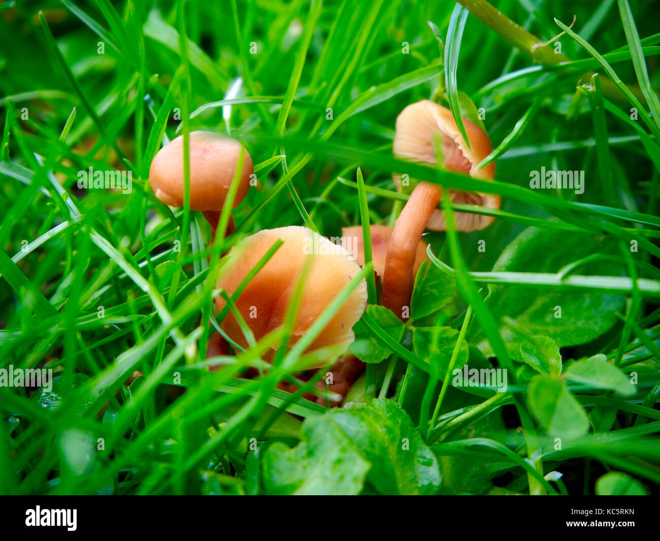 Marasmius oreades mushrooms in the field Stock Photo