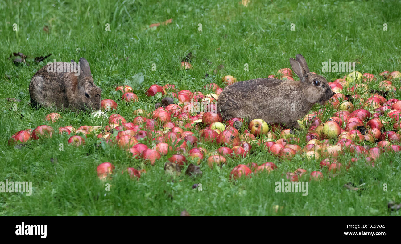 Rabbit eating apples in country garden Stock Photo Alamy