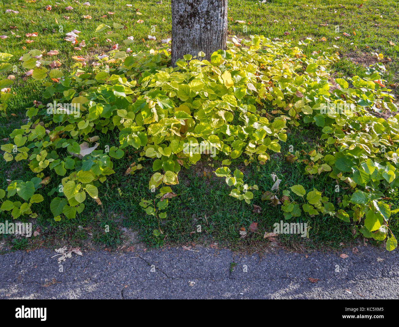 Sprouting branches from roots at base of of Lime tree - France. Stock Photo