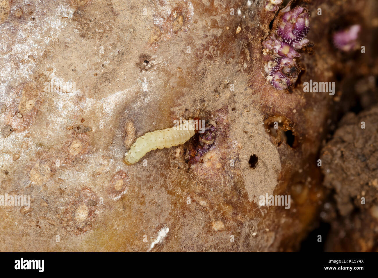 Larvae of the Central American potato tuberworm (Guatemalan potato moth) Tecia solanivora (Povolny) on a potato tuber Stock Photo