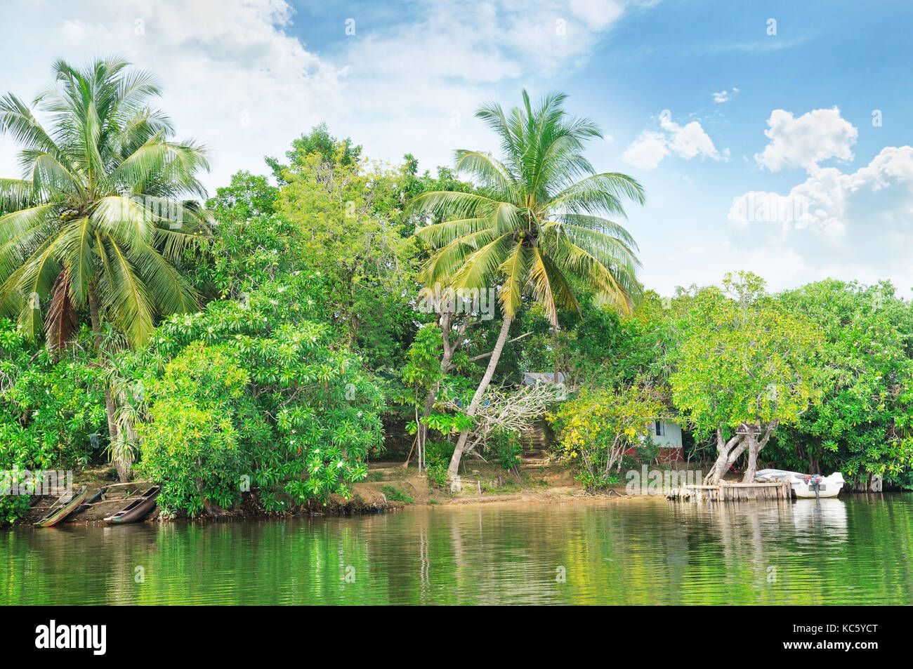 Tropical river with palm trees on shores Stock Photo - Alamy