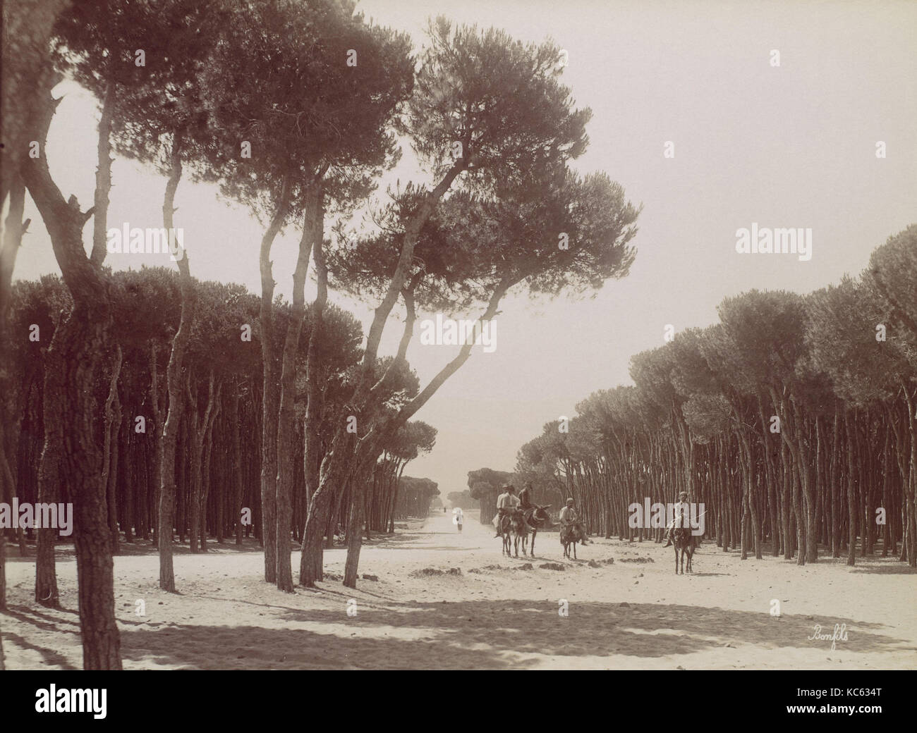 Promenade des Pins à Beyrouth, Félix Bonfils, ca. 1870 Stock Photo