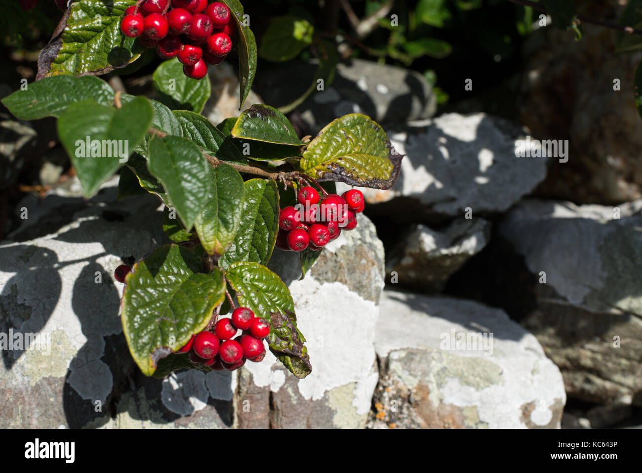 Cotoneaster  Cornubia With Red berries hanging over a stone wall Stock Photo