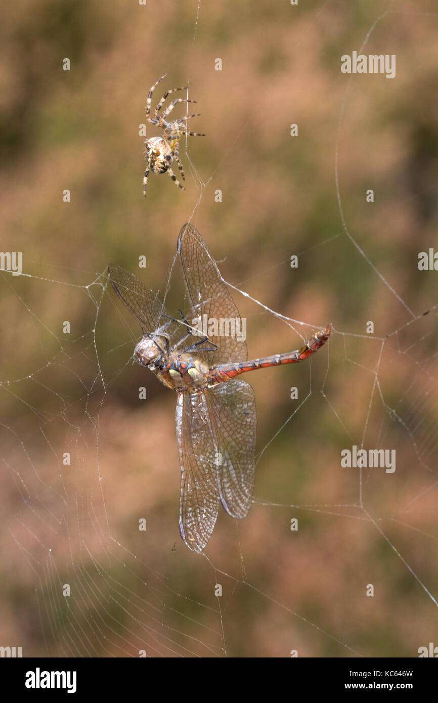 Dragonfly caught and trapped in the web of a garden spider Stock Photo