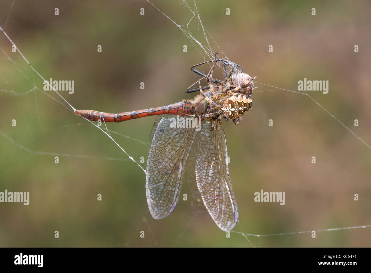 Dragonfly caught and trapped in the web of a garden spider Stock Photo