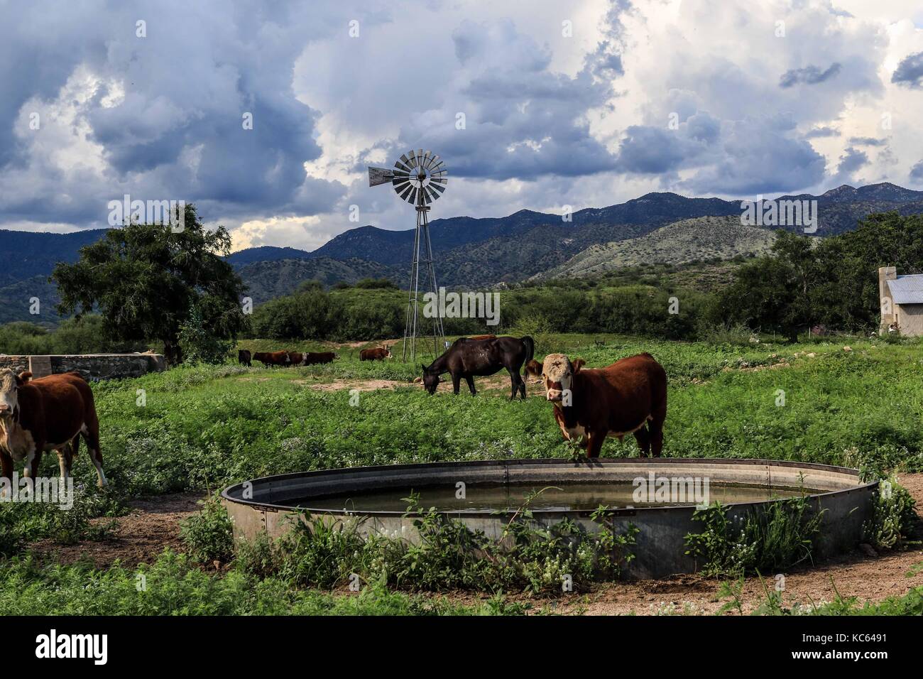 Green landscape and beautiful blue sky of cattle ranch The Volanta in ...