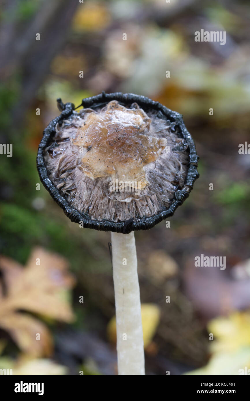 Shaggy ink cap toadstool (also called lawyers wig, Coprinus comatus) Stock Photo