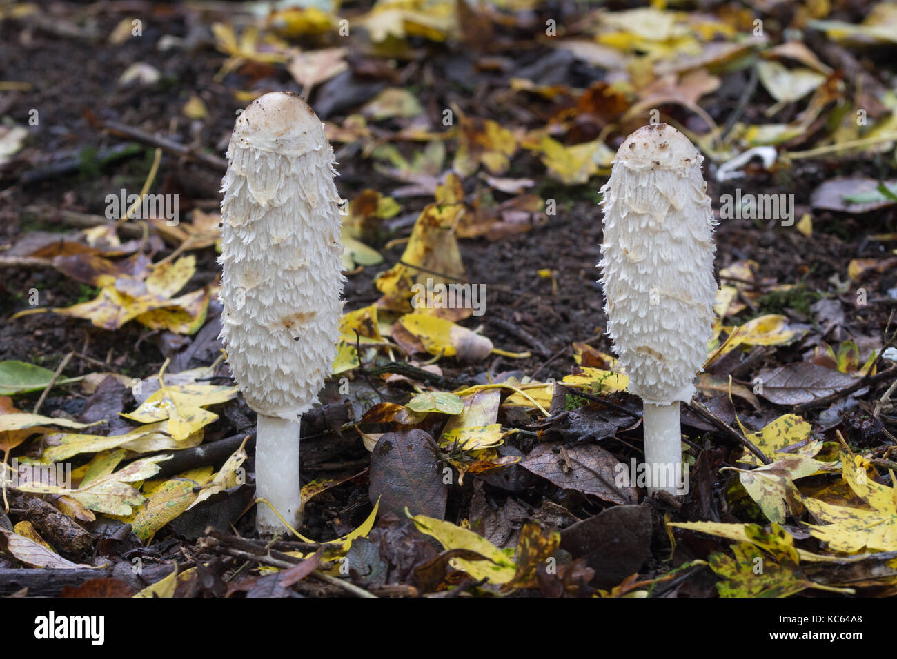 Shaggy ink cap toadstools (also called lawyers wig, Coprinus comatus) Stock Photo