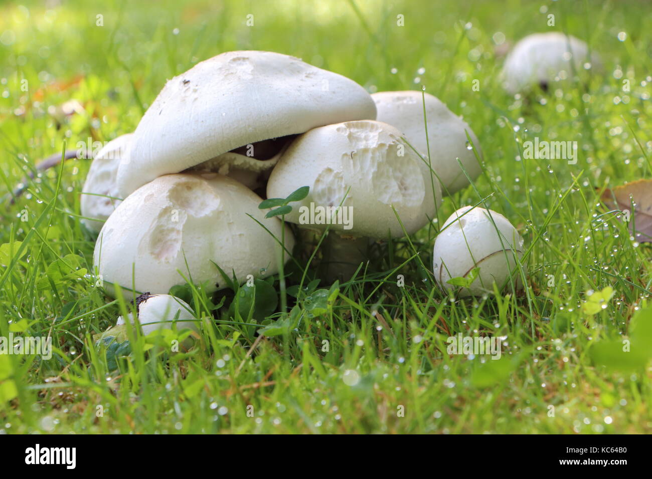 Field mushrooms and dewdrops in grass during autumn Stock Photo