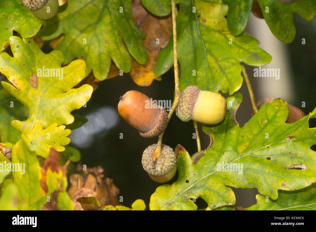 Acorns oak tree hires stock photography and images Alamy