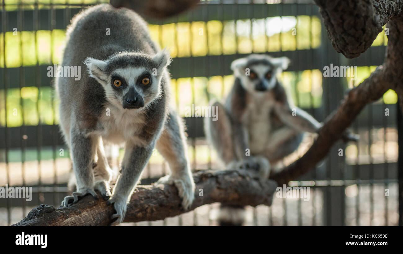 Ring tailed lemur pets in cage Stock Photo